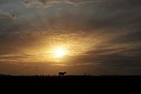 Schaap bij zonsondergang