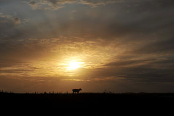 Schaap bij zonsondergang