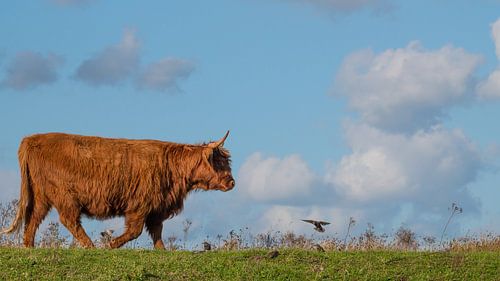 Le Highlander écossais et l'oiseau
