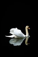 Swan with mirror image