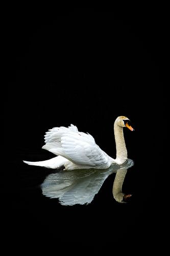 Swan with mirror image