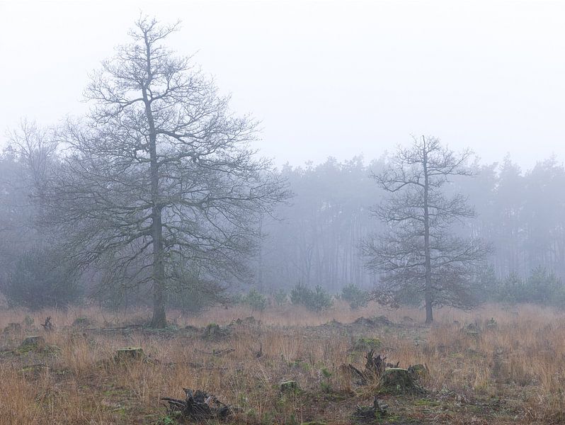 Dwingelderveld - Drenthe (Netherlands) by Marcel Kerdijk