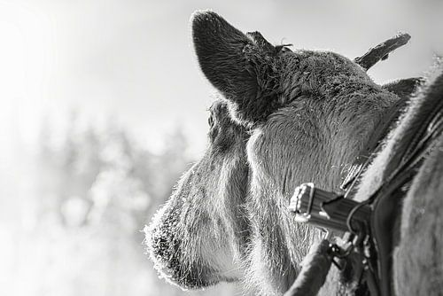 Rendier voor de slee in Finland