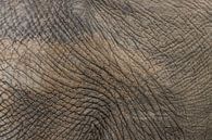 Detail olifanten huid Krugerpark van Sander Groenendijk thumbnail