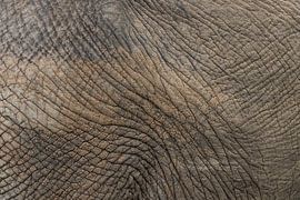 Détail peau d'éléphant Parc Kruger