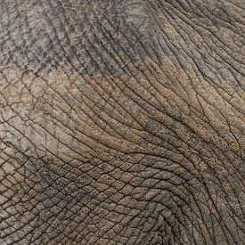 Detail olifanten huid Krugerpark van Sander Groenendijk