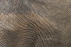Detail Elefantenhaut Kruger Park
