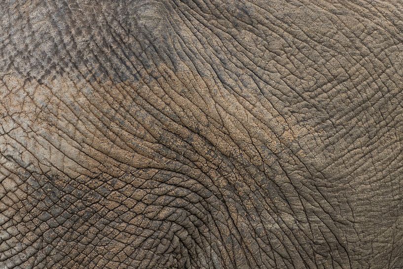 Detail olifanten huid Krugerpark van Sander Groenendijk