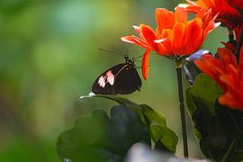 Schmetterling zwischen roten Blumen in Schweden