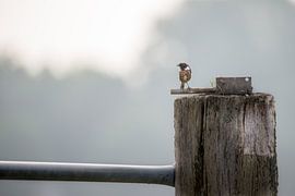 Trempé sur Bert Kok