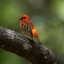 Der Rotweber von Mauritius von Lex van Doorn