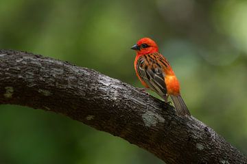 The Red Weaver of Mauritius