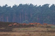 Red deer near Uddel, Veluwe by Evert Jan Kip thumbnail