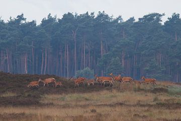 Cerf rouge près de Uddel, Veluwe sur Evert Jan Kip