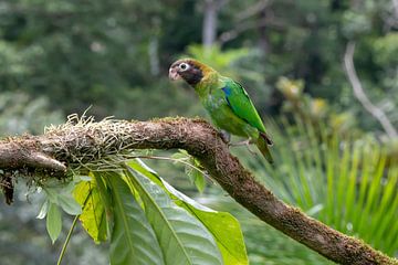 Rainbow collored parrot by Merijn Loch