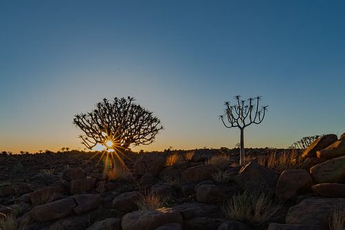 Verloren in het licht - zonsondergang in het kokerbomenbos, Namibië