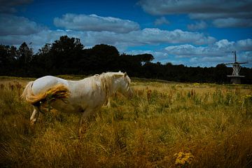 Dutch horse by Rene scheuneman