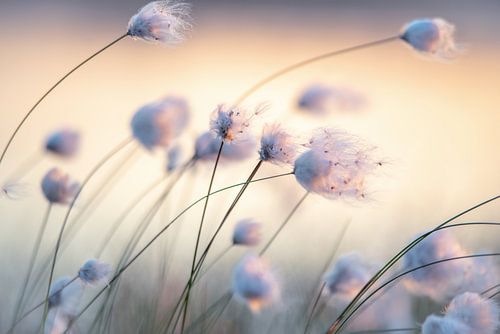 La linaigrette dans les marais Voyage en douceur des graines