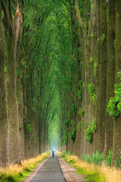 Riding the avenue of trees van Thijs Kupers
