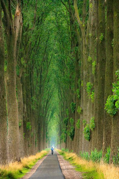 Riding the avenue of trees van Thijs Kupers
