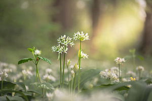 Blumen Teil 446