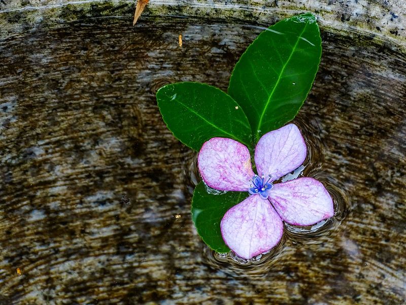 Paarse Hortensia by Liv ter Riet