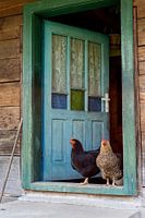 Chicks in the doorway