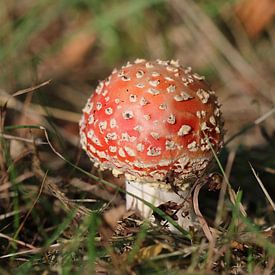 Fliegenpilz von Matthias Brix