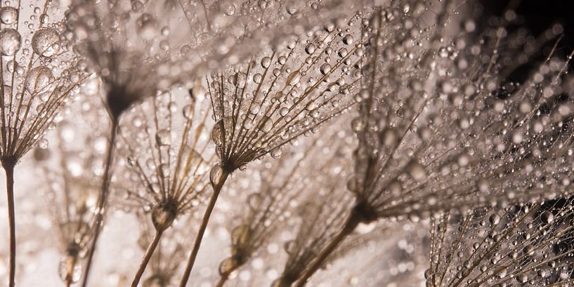Abstract photography: Black and white and brown tones (lines and drops) by Marjolijn van den Berg