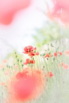 Enjoying poppies in the middle of a residential area