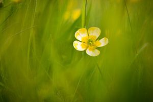 Jaune en vert