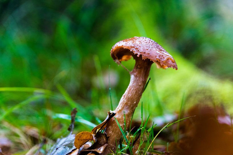 Champignon dans les dunes de l'approvisionnement en eau d'Amsterdam par Linda Schouw