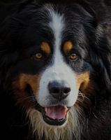 Bernese Mountain Dog