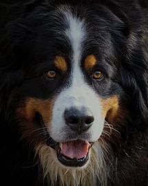 Berner Sennenhund von Fabio Di Giuseppe