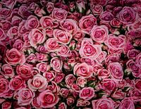 Rozen, rozen en nog meer rozen