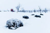 Sleeping huskies in the snow by Martijn Smeets thumbnail