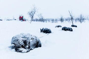 Sleeping huskies in the snow