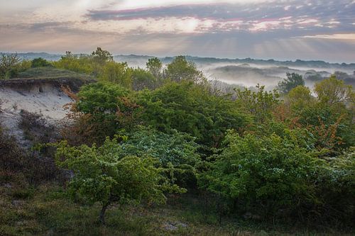 Paysage de dunes dans la lumière du matin avec brouillard