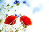 Klaprozen en korenbloemen van Inge Jansen thumbnail