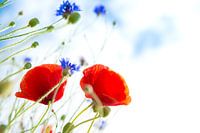 Klaprozen en korenbloemen