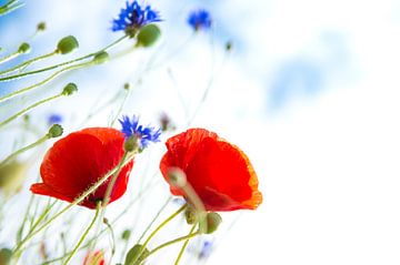 Coquelicots et bleuets