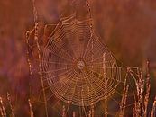 Blendende Morgendämmerung (Spinnennetz auf der Heide) von Caroline Lichthart Miniaturansicht