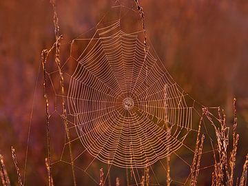 Dazzling Dawn (Spinnenweb op de heide) van Caroline Lichthart