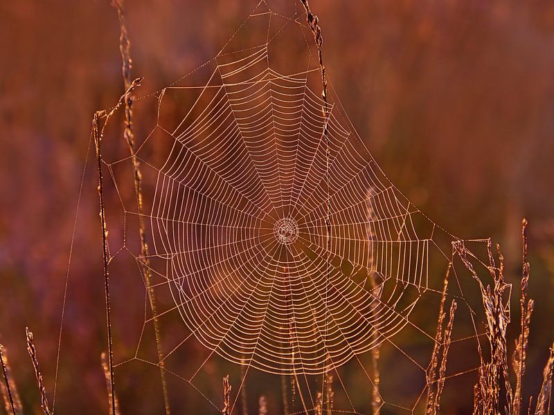 Blendende Morgendämmerung (Spinnennetz auf der Heide) von Caroline Lichthart