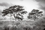 Bomen in ochtendmist op de Kalmthoutse Heide van Bruno Hermans thumbnail