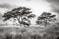 Bomen in ochtendmist op de Kalmthoutse Heide