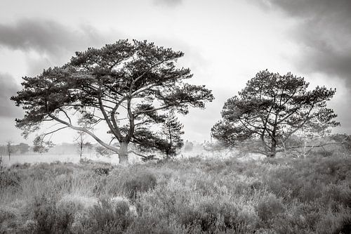 Bomen in ochtendmist op de Kalmthoutse Heide van Bruno Hermans