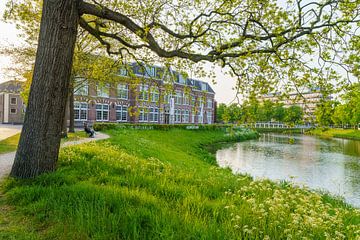 Altes Schulgebäude in Zwolle Overijssel mit Baum im Vordergrund