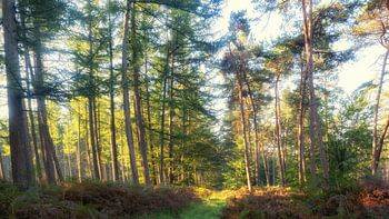 Waldweg in der Sonne