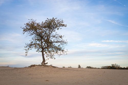Rustgevende Foto Duinen met Boom